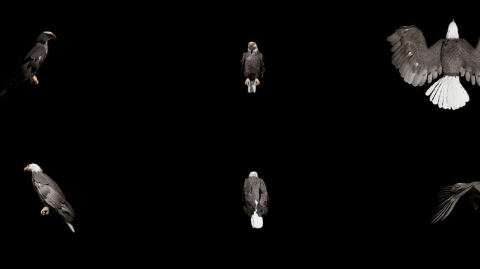 老鹰 白头鹰 全息投影 裸眼3D 四视图