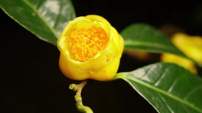 金花茶开花 延时拍摄