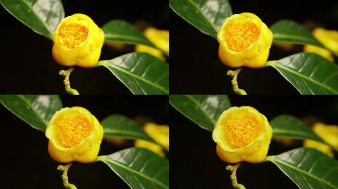 金花茶开花 延时拍摄