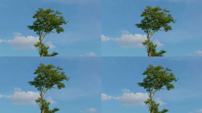 夏日蓝天白云下孤单的树