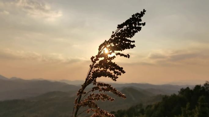 4K山顶高粱风中摇曳