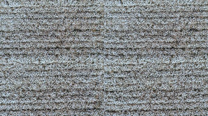航拍中国新疆棉花种植地