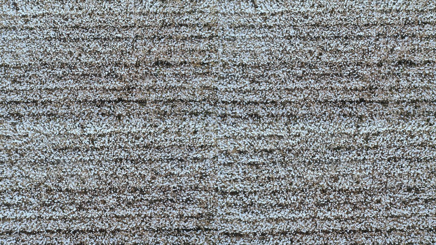 航拍中国新疆棉花种植地