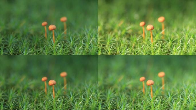 大兴安岭林区野生蘑菇