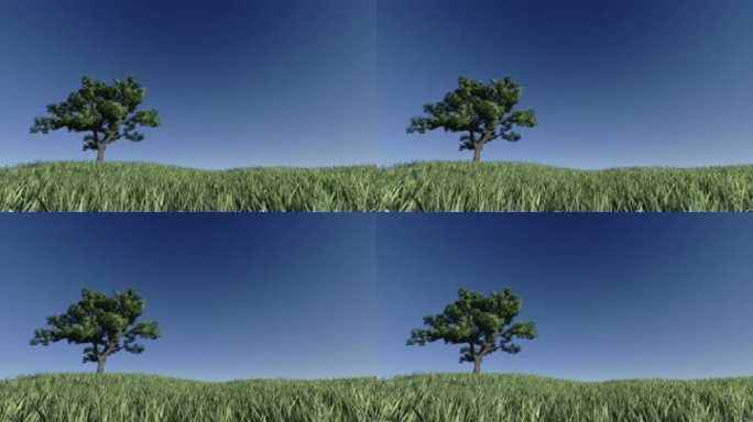 碧蓝的天空衬托下，绿草地上孤零零的一棵树