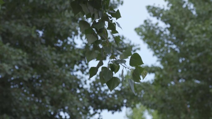 树叶 阳光 吹动树叶