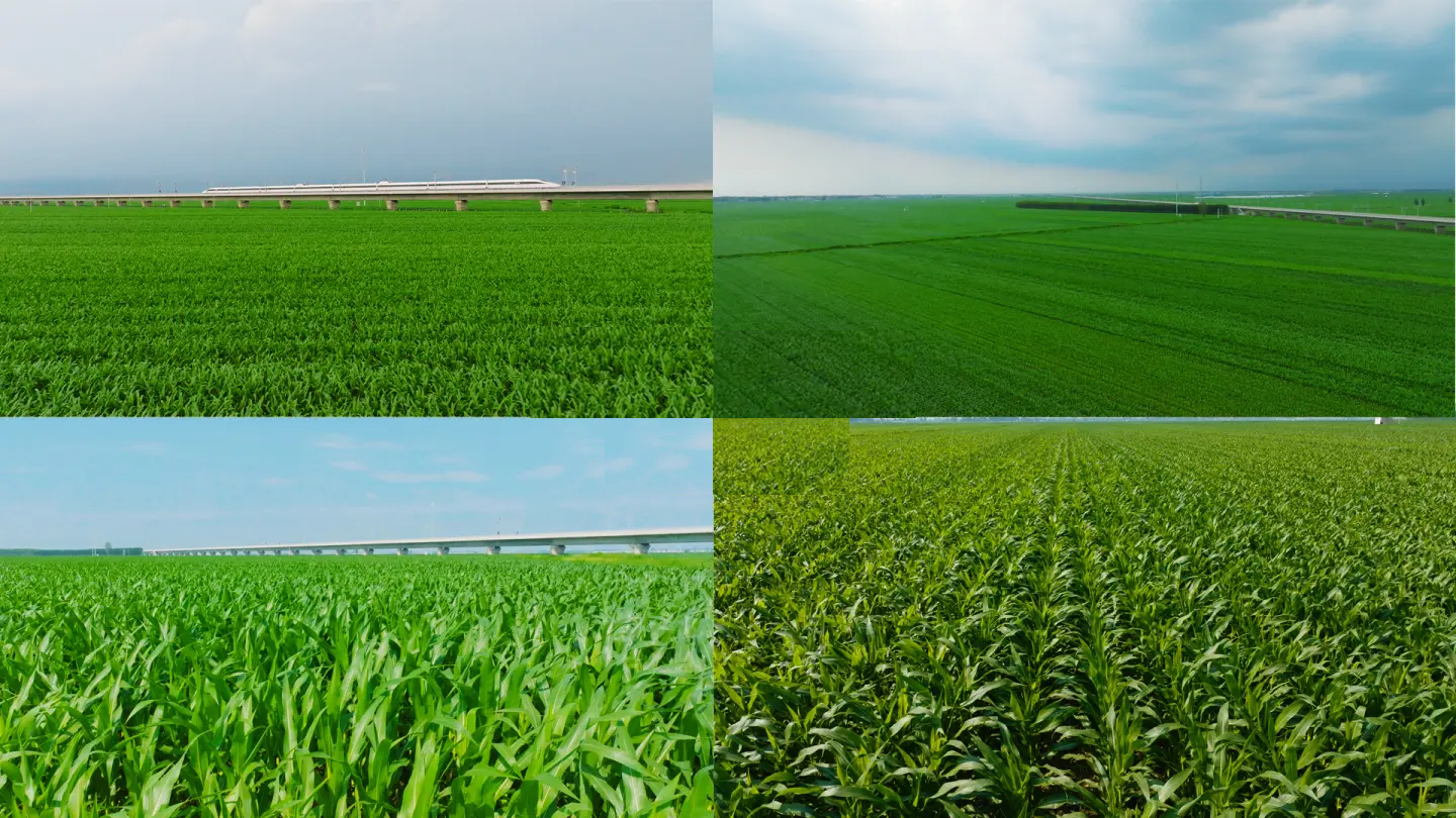 玉米地高标准农田农田建设三农建设粮食安全