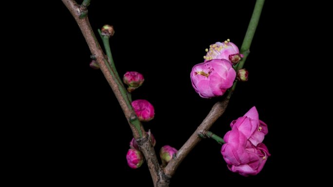 桃花开花延时