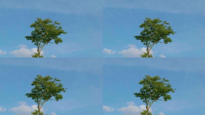 夏天蓝天白云孤独的树