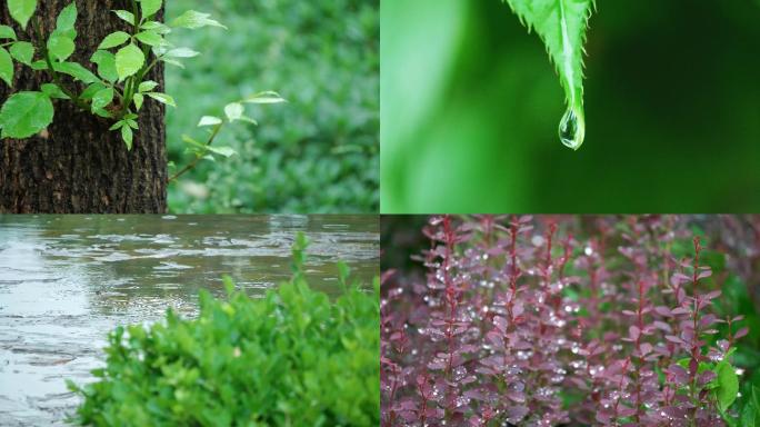 夏日雨后绿植静物特写景深镜头组
