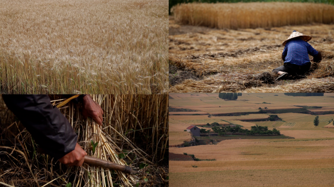 麦田里农民用镰刀割麦子收麦子