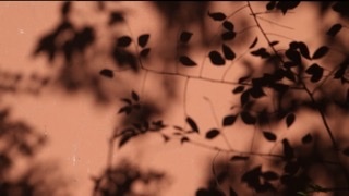 光影一组、树影、红墙白墙树影视频素材