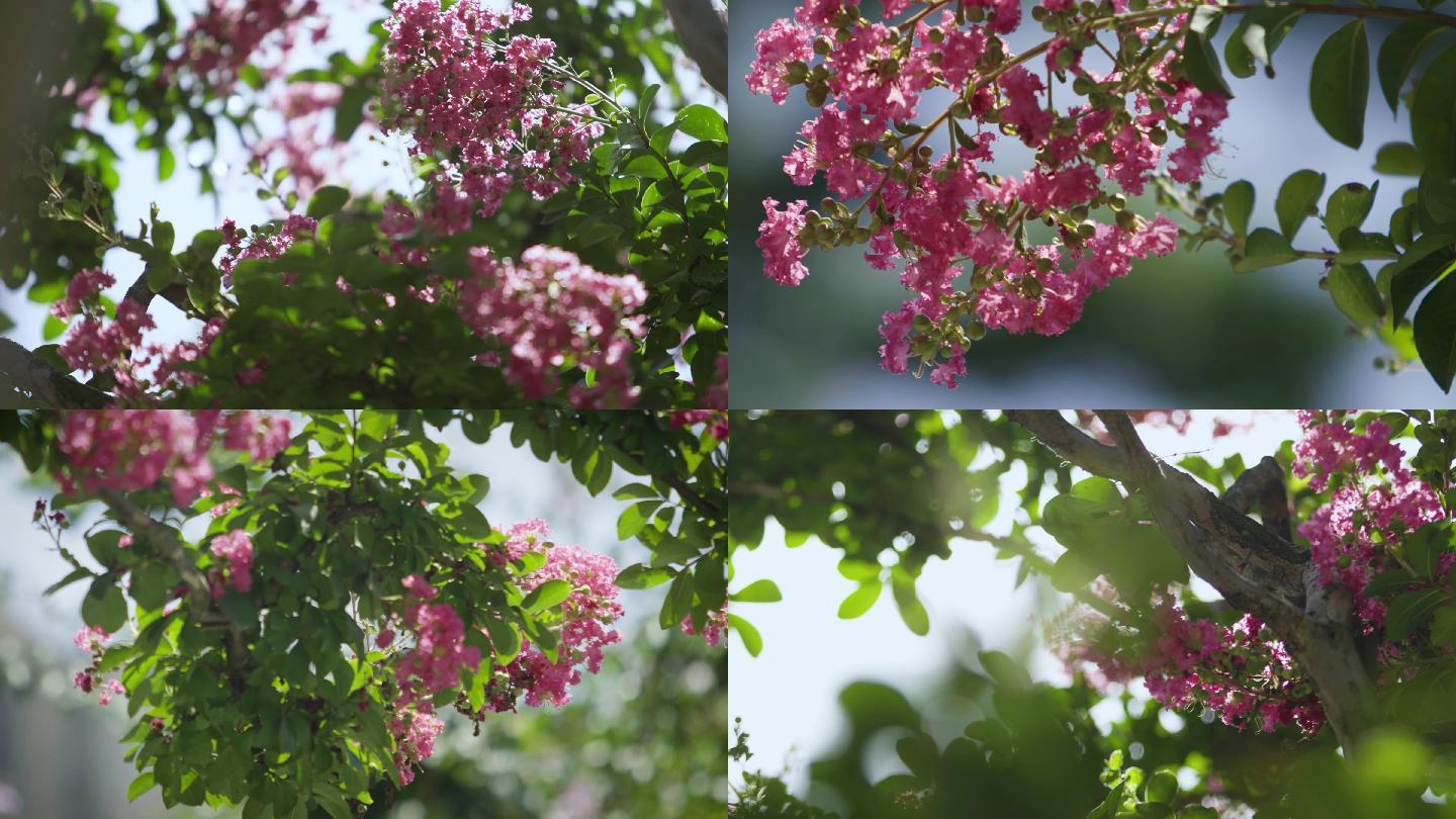 紫薇花紫荆花视频素材