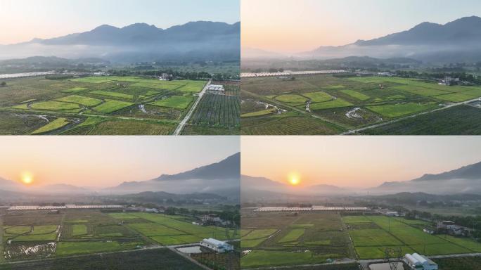 夏天日出晨雾与收割中的水稻田园风光