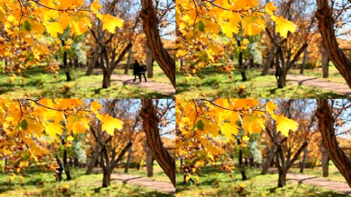 秋天公园里的黄叶