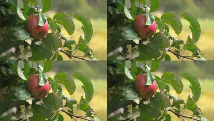 挂在苹果树上的红熟苹果