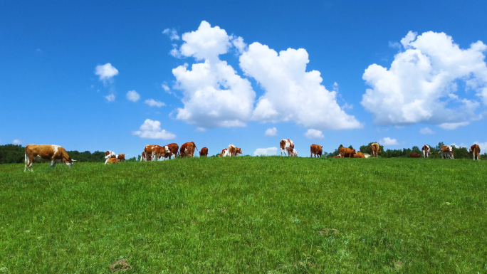 仰望草原牛群和蓝天