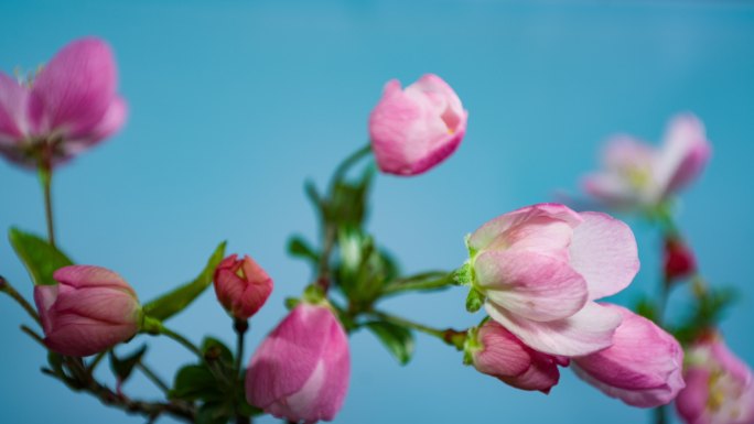 海棠开花延时