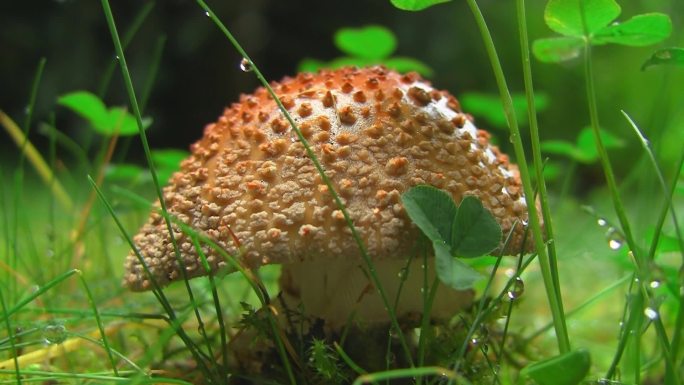 雨天草地上的蘑菇