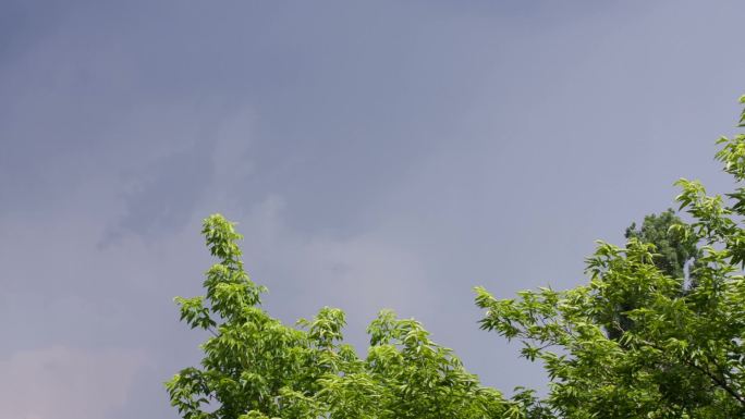 夏季风暴期间的白色雷击