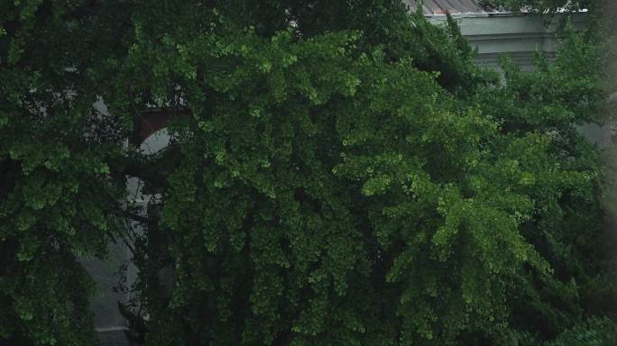 风雨中的建筑与银杏树