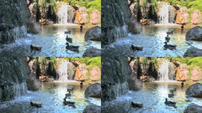 鸭子在瀑布的底部吃水