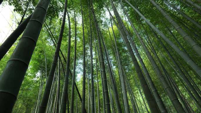 茶山竹海