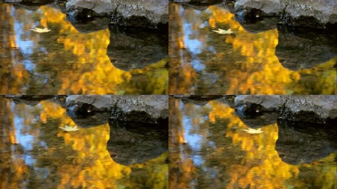 秋叶浮于水面