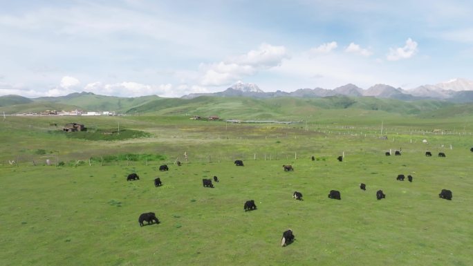 4K正版-航拍高原草原上吃草的牦牛群10