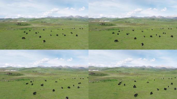 4K正版-航拍高原草原上吃草的牦牛群10