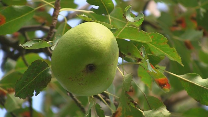 特写。一个黄绿色成熟的梨挂在梨树上。