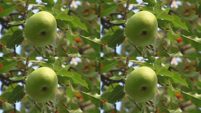 特写。一个黄绿色成熟的梨挂在梨树上。