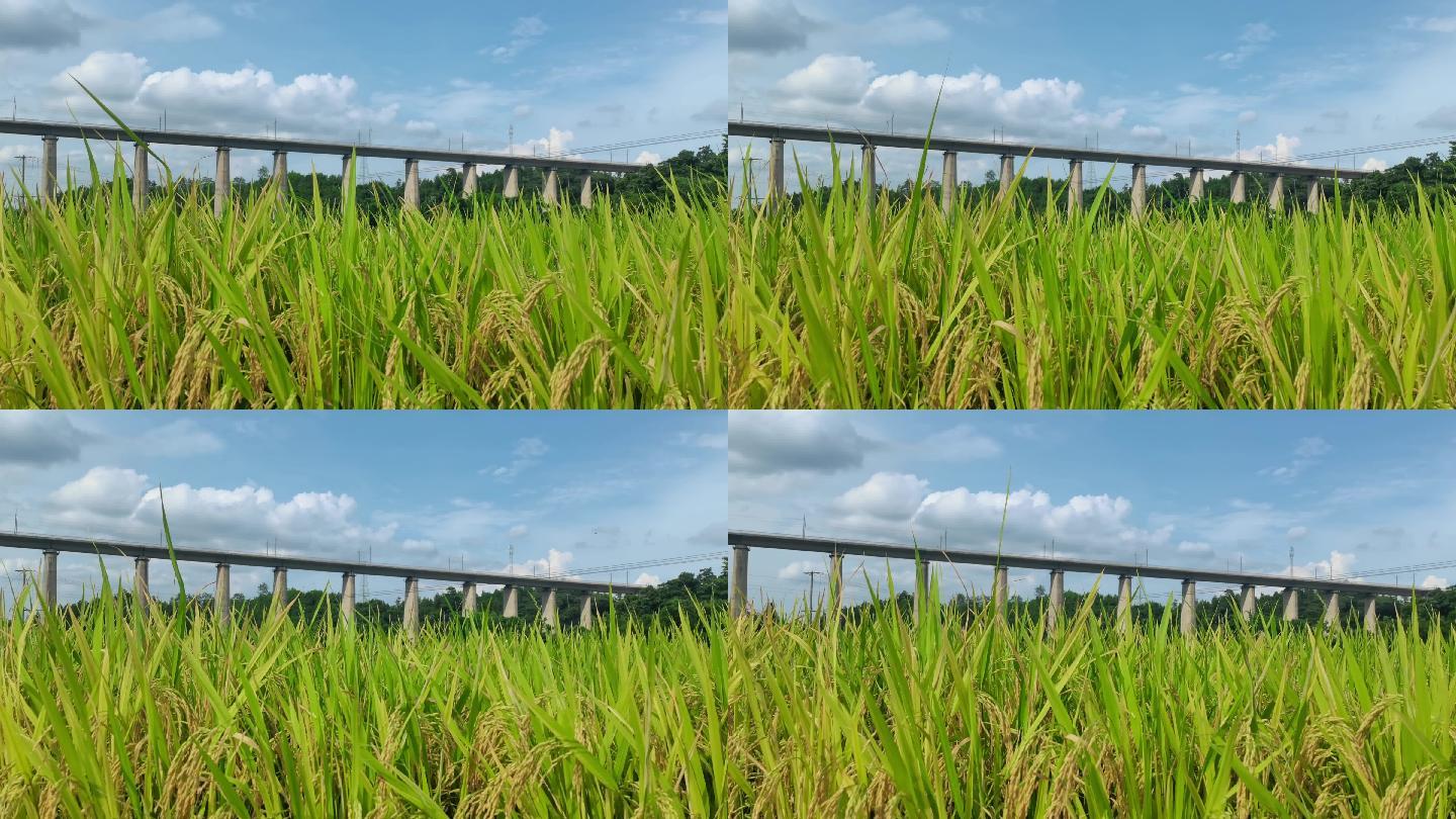 4K高铁高架桥下的水稻