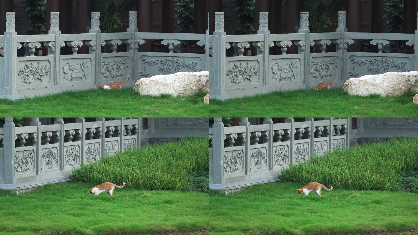 小猫咪野外捕食玩耍