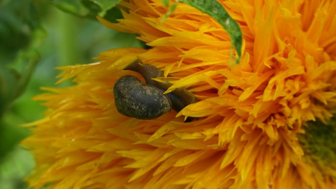蜗牛在黄色的花上爬行