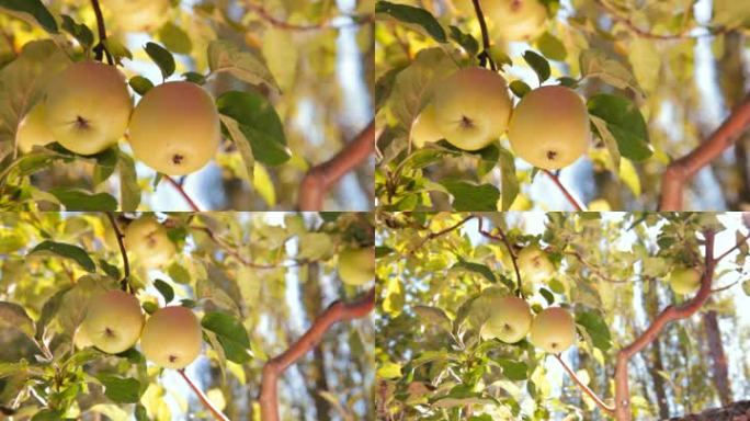 树枝上挂着两个熟苹果