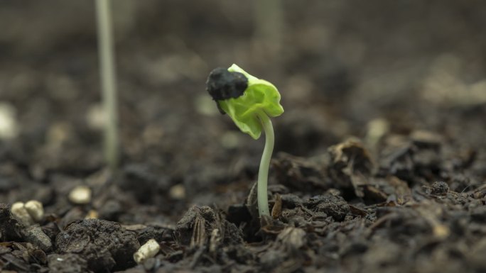 牵牛花发芽生长高清延时视频