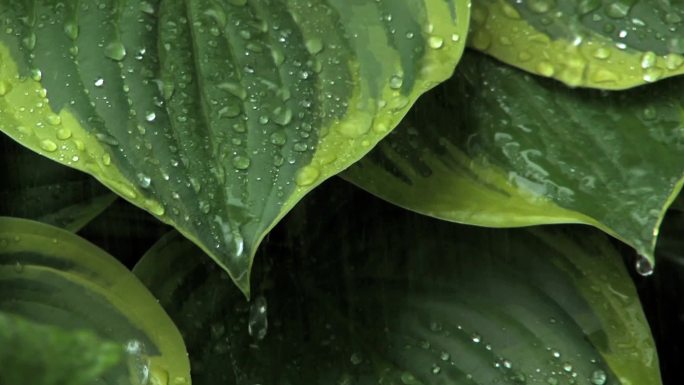 雨打在大叶上并从中流出