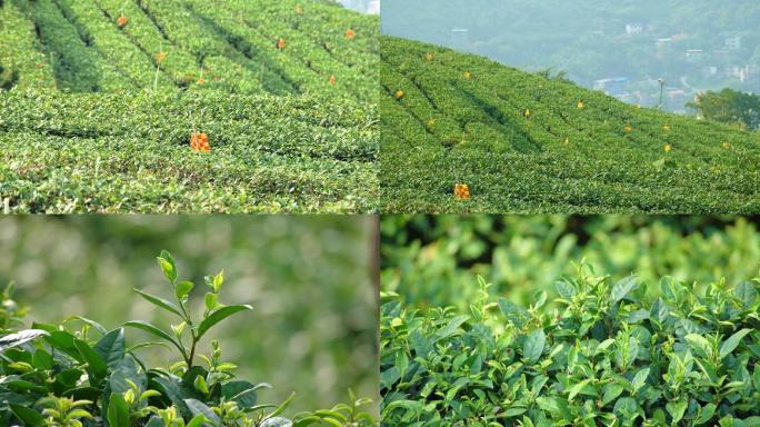 茶山实拍茶叶