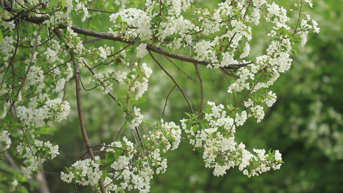 大兴安岭山荆子花