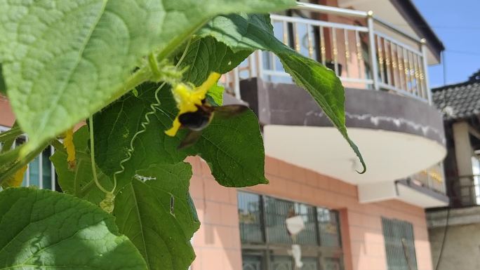 夏日的忙碌蜜蜂和蝉鸣