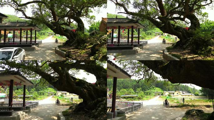 千年古树夏日纳凉好去处