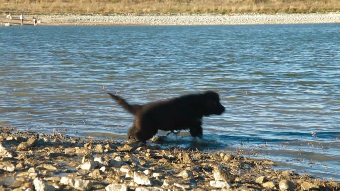 纽芬兰犬在水中嬉戏