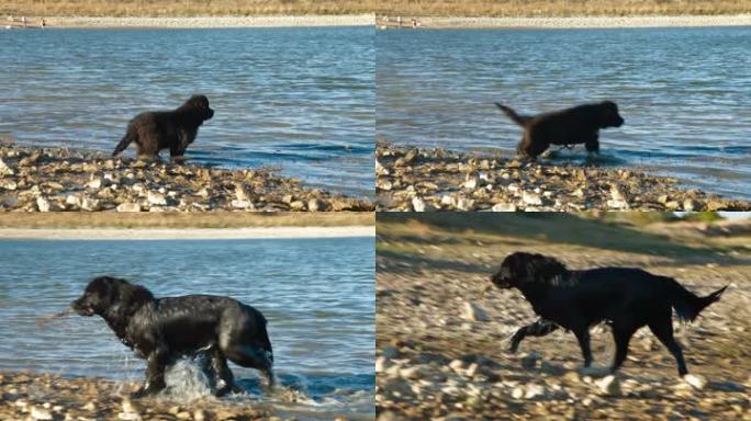 纽芬兰犬在水中嬉戏
