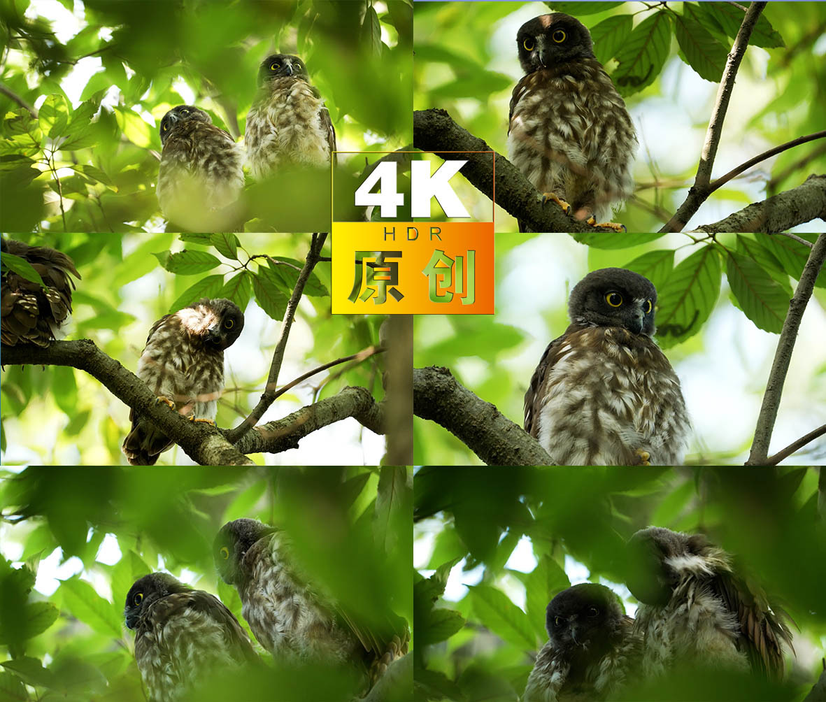 树梢上可爱的黄嘴角鴞猫头鹰幼鸟特写镜头