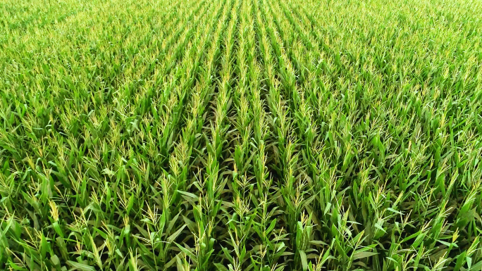 玉米种植庄稼田地农村乡村振兴耕作灌溉劳动