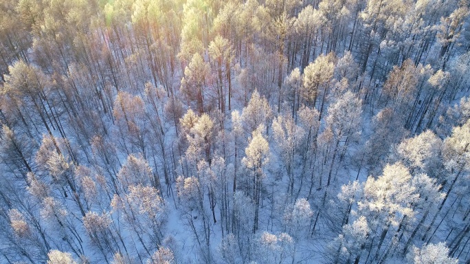 航拍雪原松林夕照