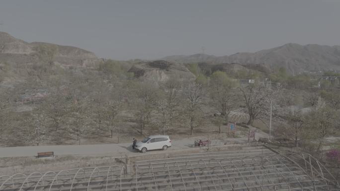 梨花 梨花树 梨花园 游人 风景 青海