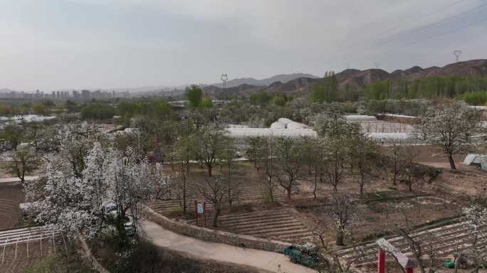 梨花 梨花树 梨花园 游人 风景 青海