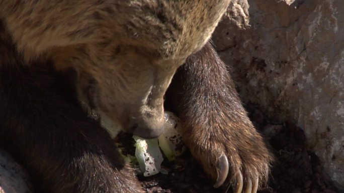 棕熊吃东西的特写镜头